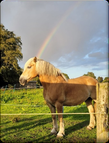 Dicky – Haflinger Pony