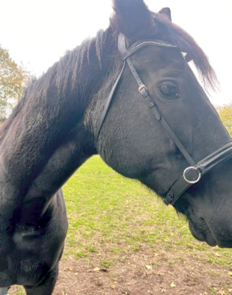 Donna – Hannoveraner Stute