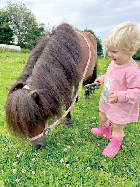 Fluxi – Mini Shetland Pony