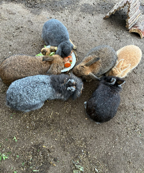 Unsere Kaninchen