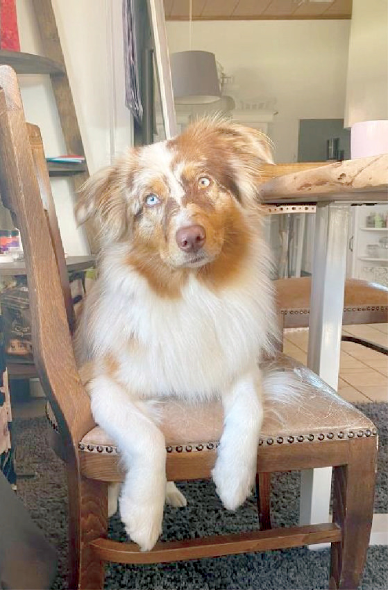 Mila – Australian Shepherd
