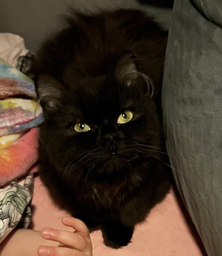 Pouder – Britische Langhaar Katze